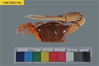 藏品(北方丑招潮蟹)的圖片